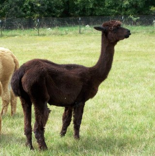 Alpaca For Sale - KPR Copper Dust & Grey Female Cria at Little Slice of Heaven Alpacas